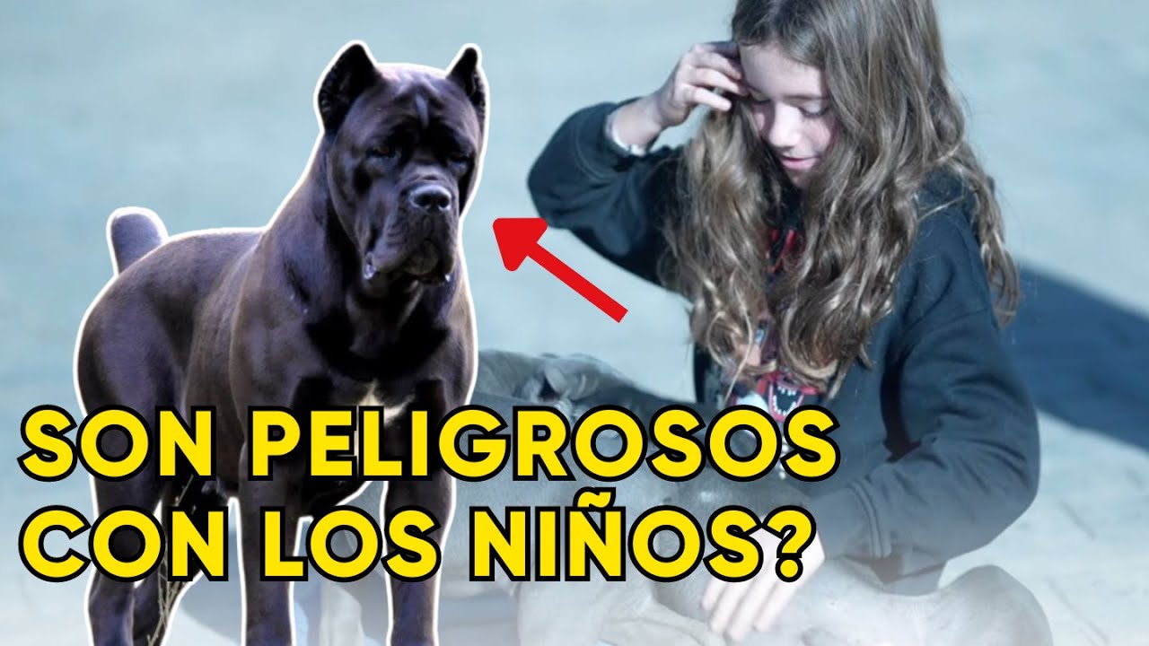 EL CANE CORSO : PELIGROSA RAZA PERRO CON LOS NIÑOS ??