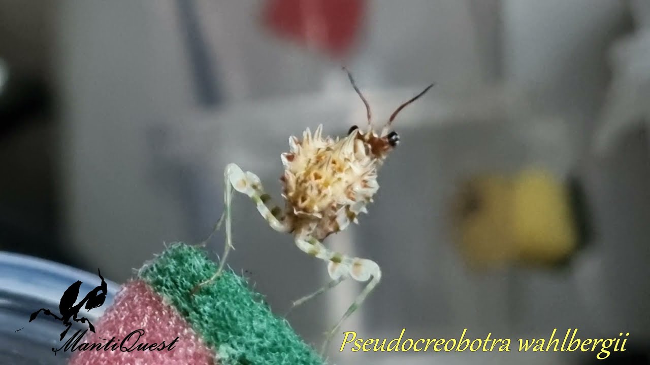 Pseudocreobotra wahlbergii ...L4 porcelanka...