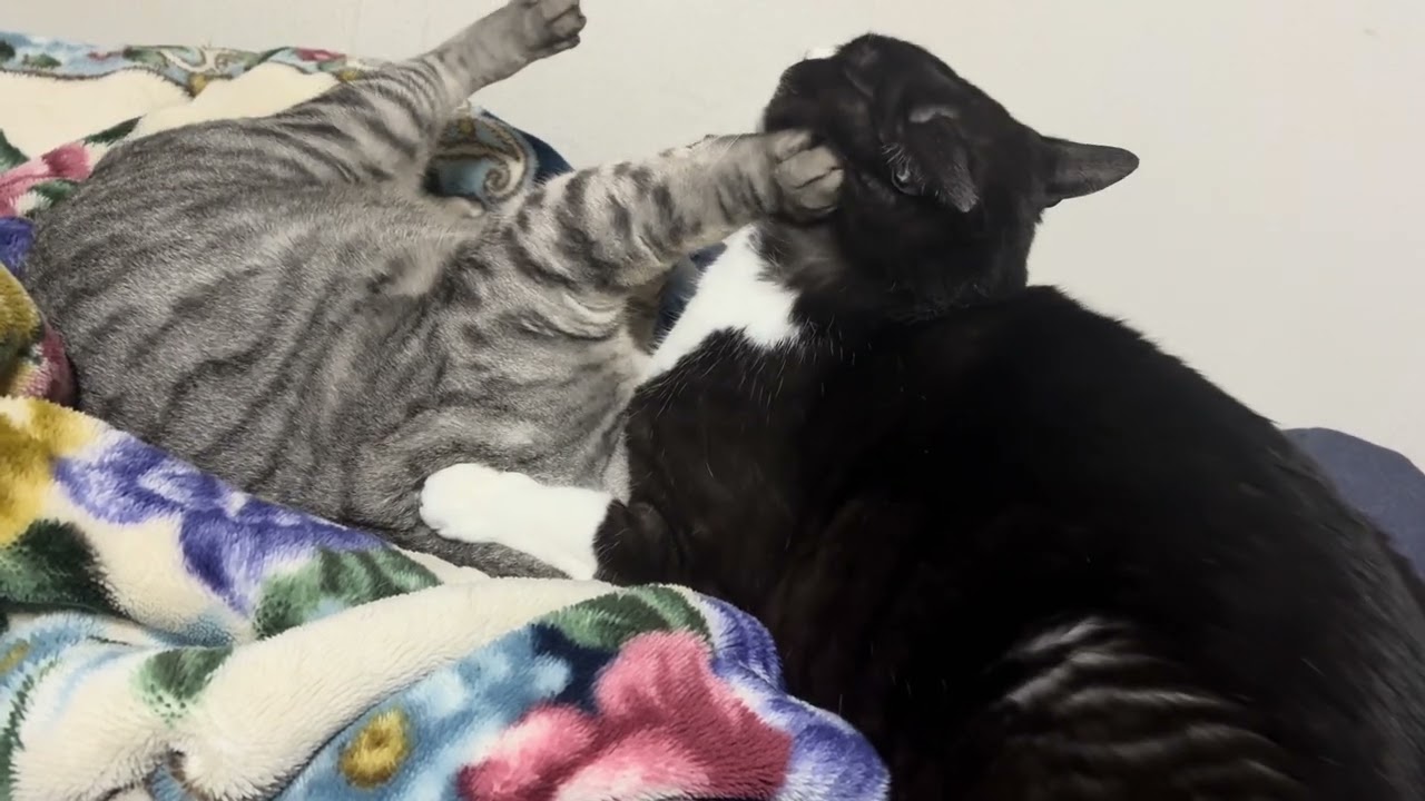 ラウンドニャン。