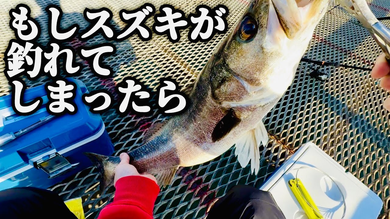 スズキをどうしても美味しく食べたい。