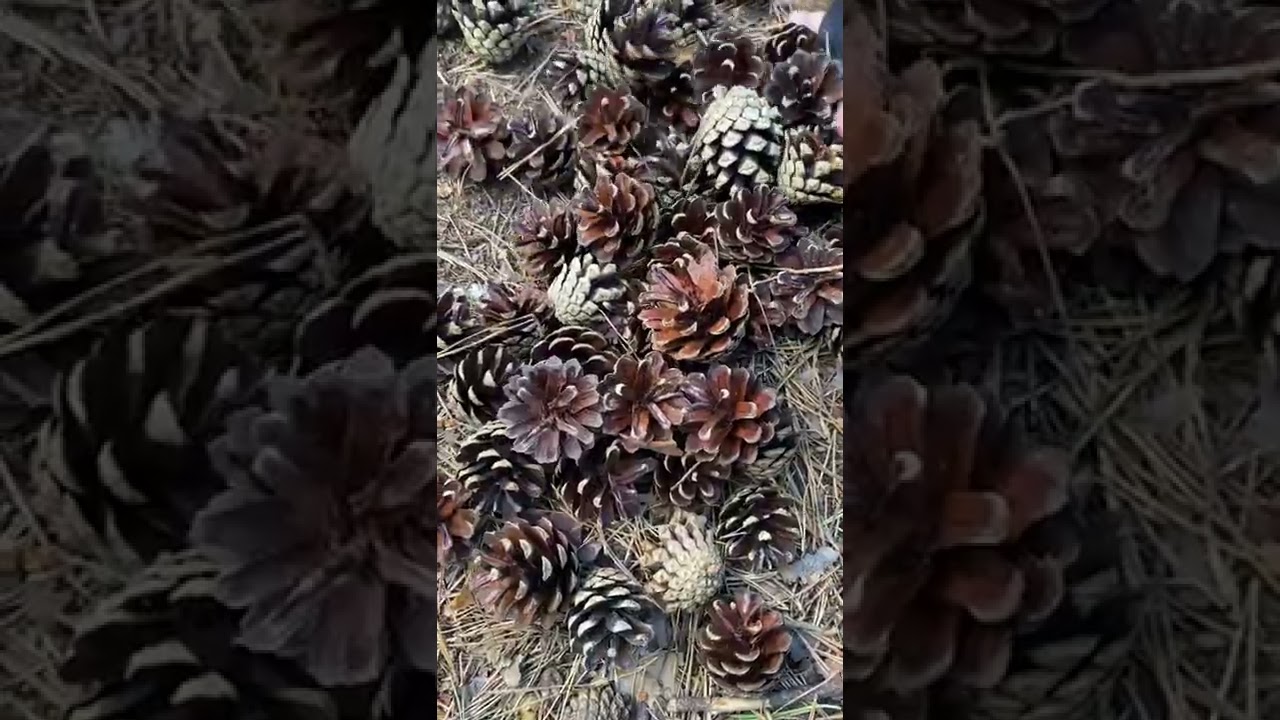🐿 Collecting Pine Cones DIY Christmas Decor 7 SATISFYING ASMR SOUND #shorts #asmr #viral #trending