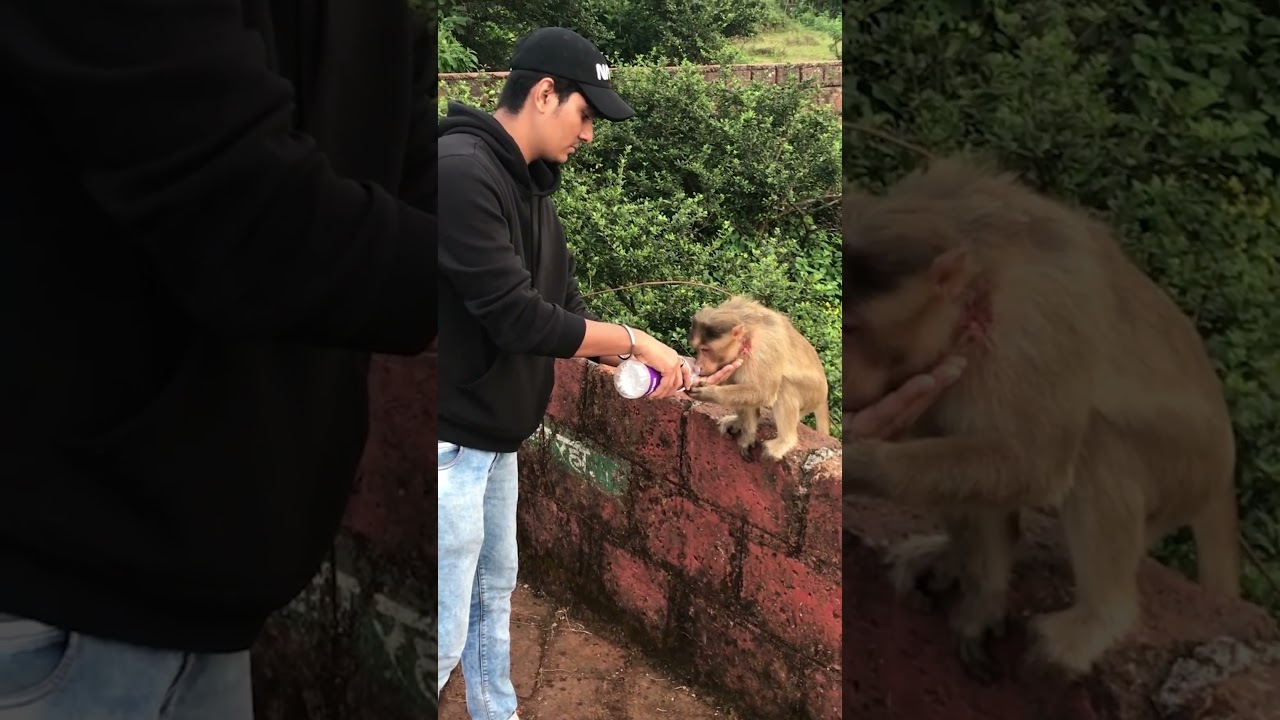 Guy Gives Water to Thirsty Monkey