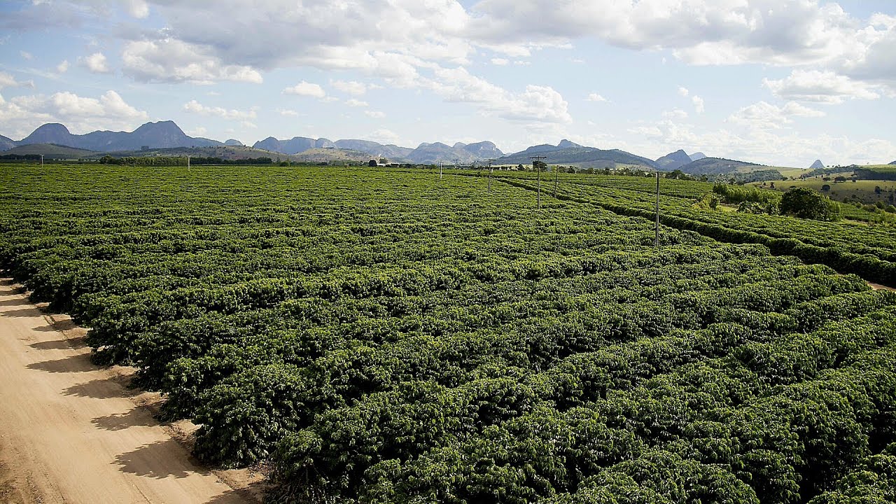 Lavouras De Café Conilon Em Linhares ES