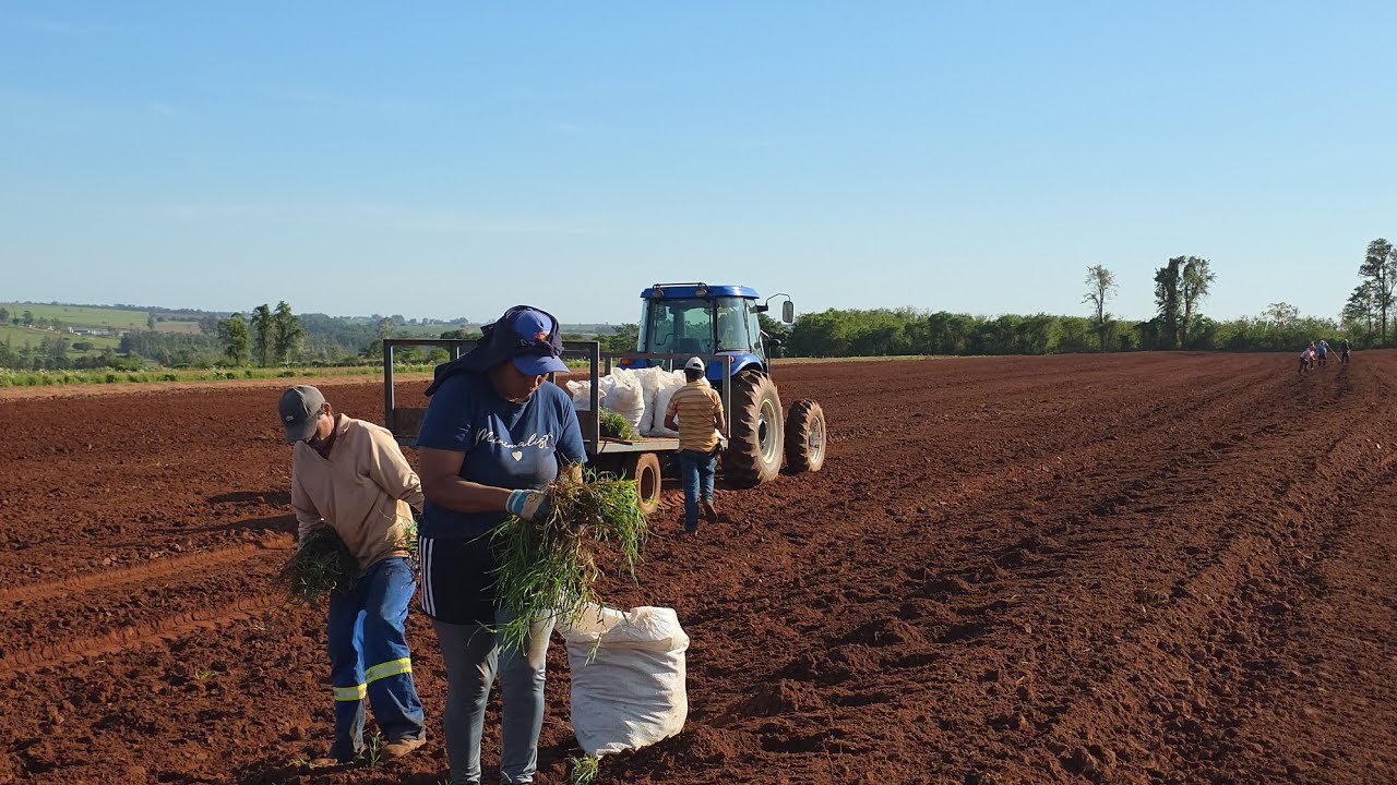 COMEÇANDO NOSSO PLANTIO DE TIFTON PRA PRE SECADO E FENAÇÃO