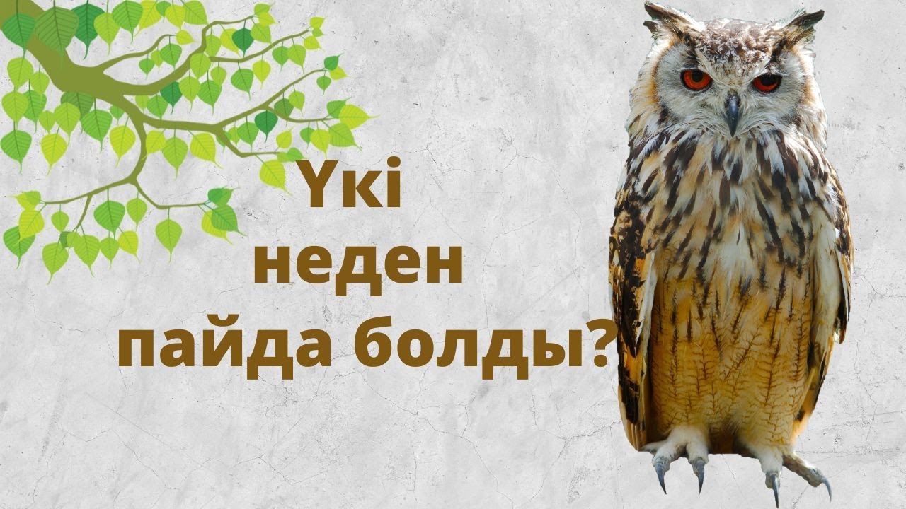 ҮКІ НЕДЕН ПАЙДА БОЛДЫ?