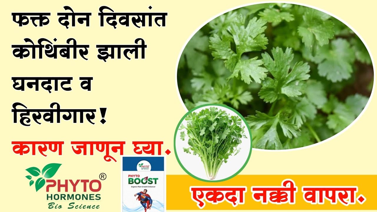 ☘️☘️फक्त दोन दिवसांत कोथिंबीर झाली घनदाट व हिरवीगार! कारण जाणून घ्या☘️☘️#farming #vegetablefarming