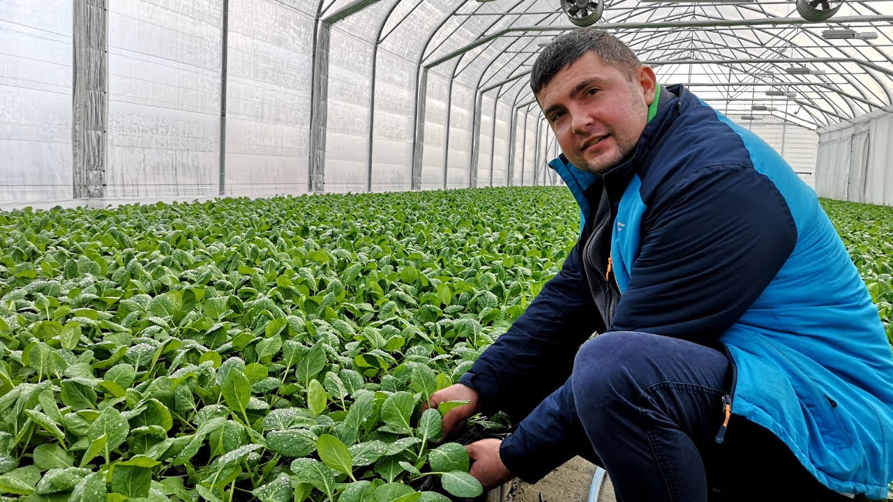 Najwcześniejsze kapustne w gospodarstwie Jankowskich, w miejscowości Dęba