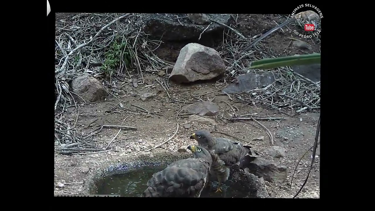 CODORNA LINDA, INHAMBUS, TEIÚ, JURITI, MOCÓ, PICA PAU, GRALHA CANCÃ E MUITO MAIS