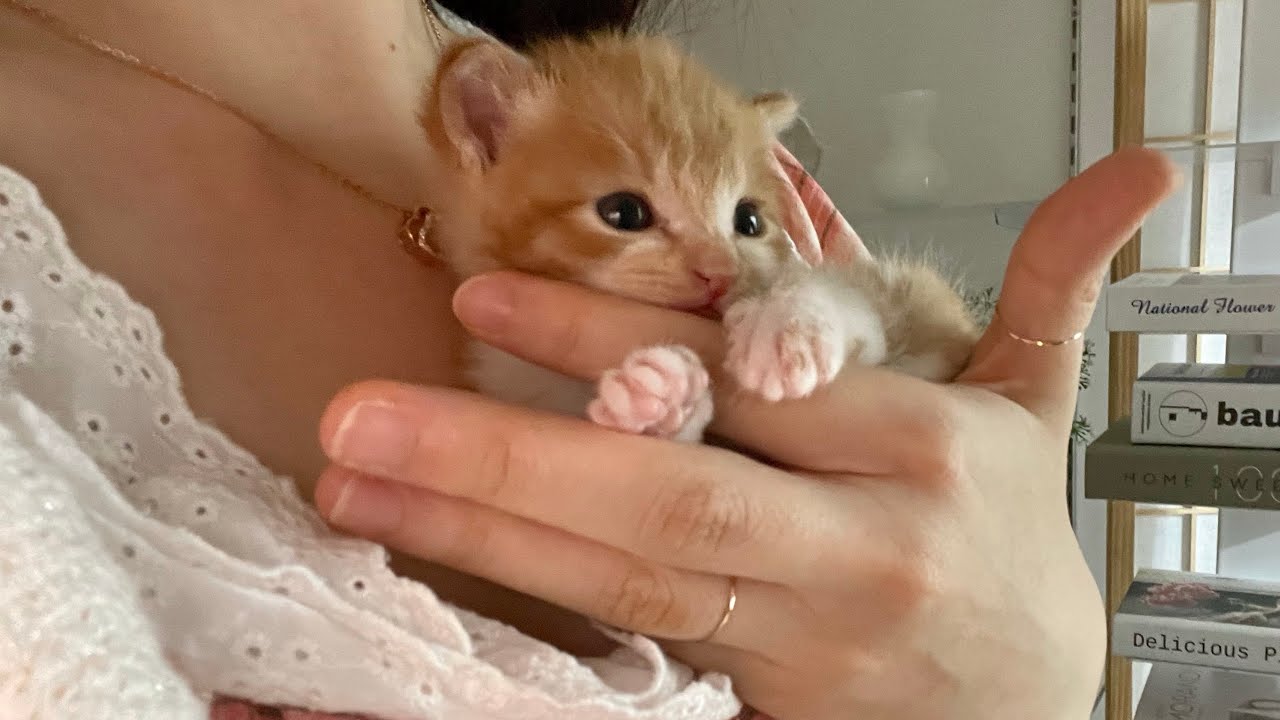 🐱Изменится в моей повседневной жизни, так как я нашел бродячего котенка. У меня две матери 🐈👩🏻