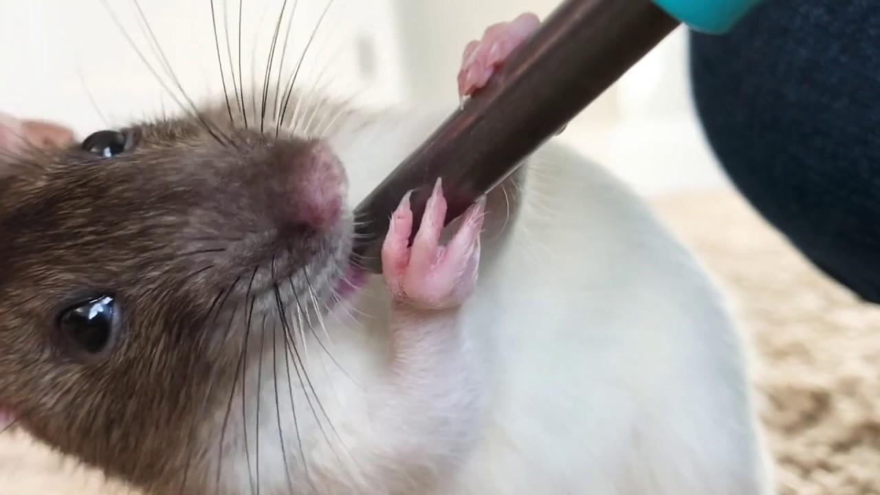 Rats do an asmr