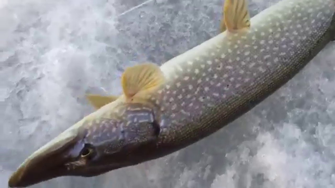 NORTHERN PIKE ON A YOYO REEL - UPSTATE NY - ESOX 518