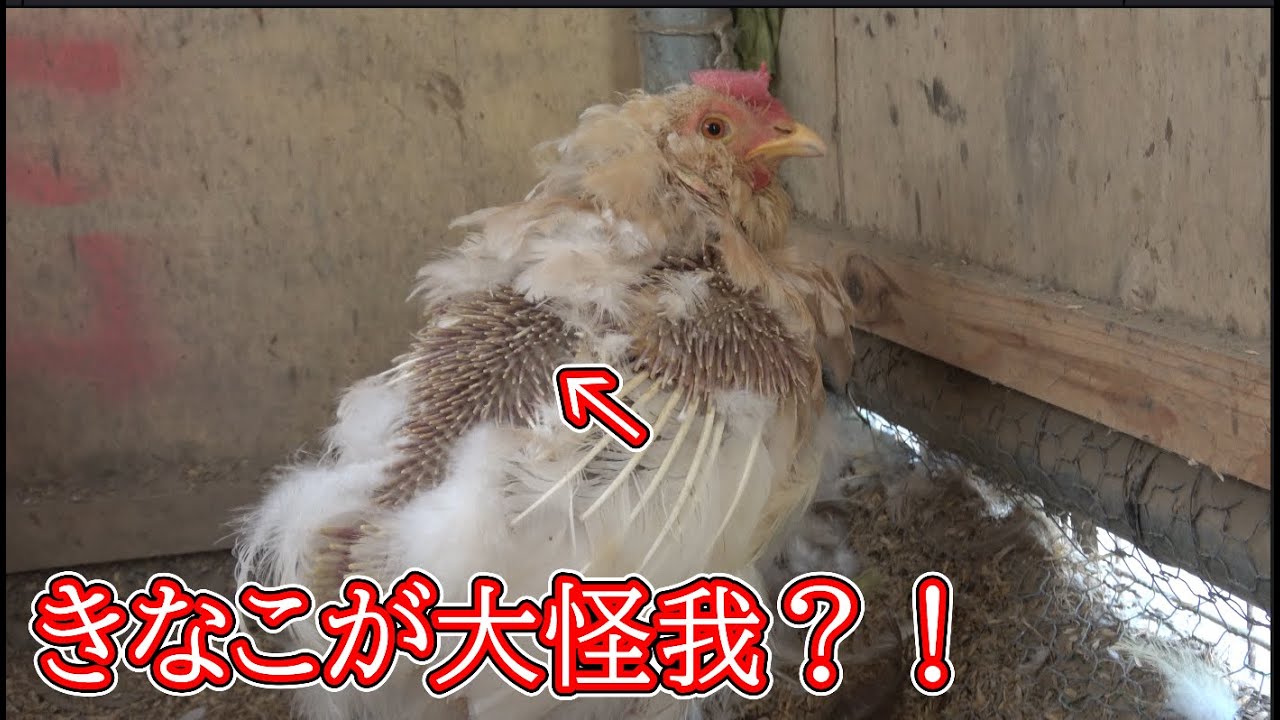 【大怪我？！】きなこの毛がほとんど抜けてる？！いや、これって、、（鶏飼育＃82）