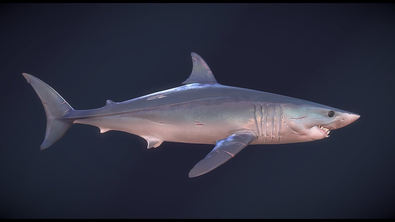 Tubarão Mako | Depth [PT-BR]