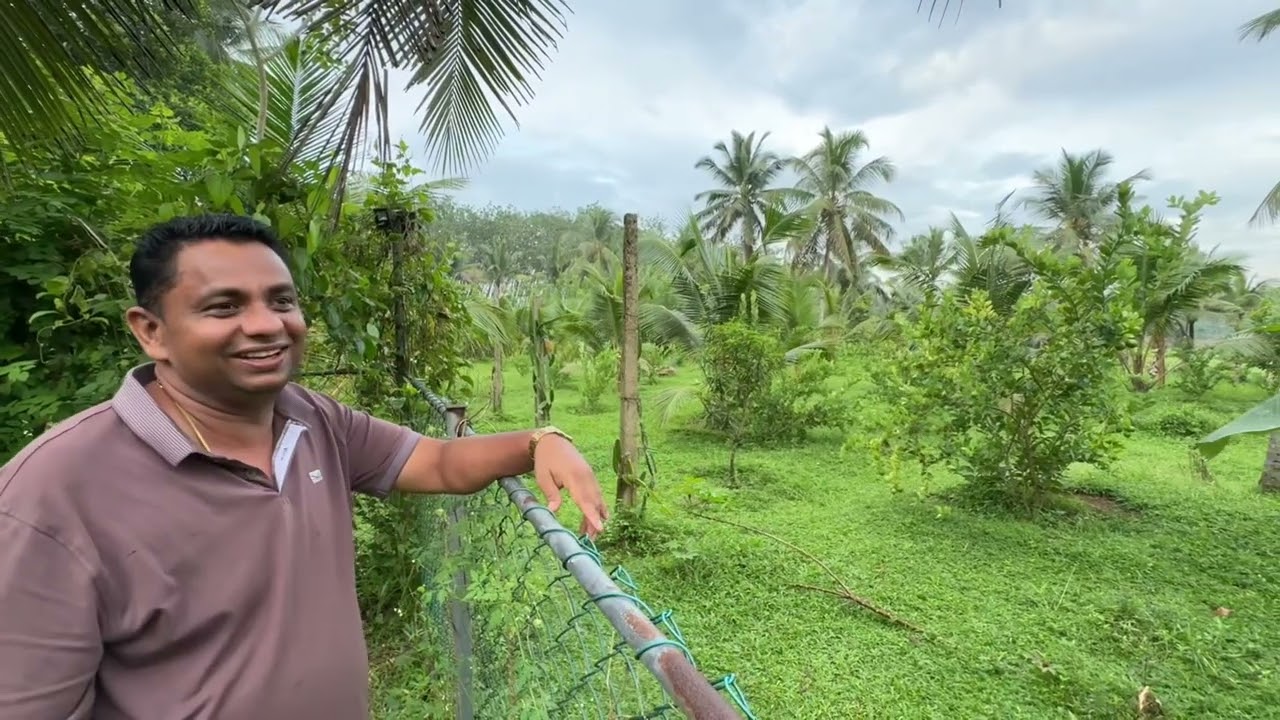ගොවිපළ ❤️❤️❤️❤️🌱🌱🌱🌾🌾🌾🌾🌾