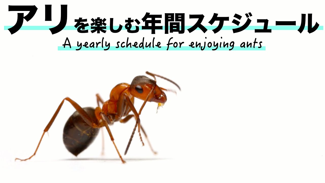 【アリ採集】今年こそ自分でアリを捕まえたい！✍️アリを楽しむ年間スケジュール 【女王蟻捕まえ方】【蟻飼育】【蟻飼い方】【蟻観察】