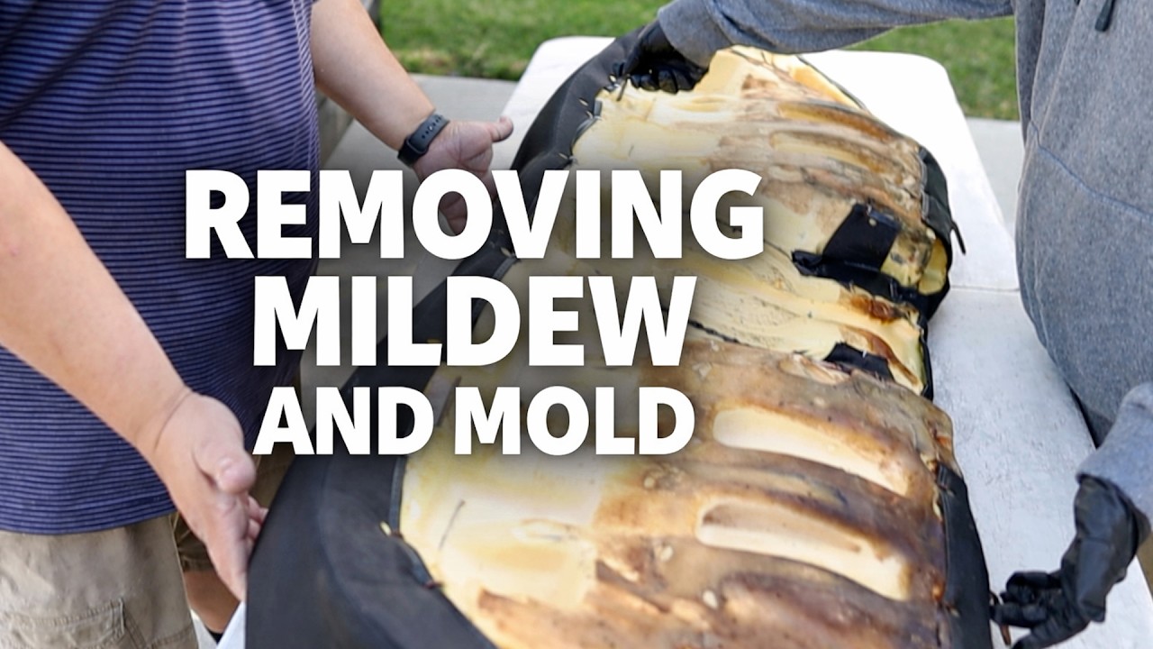 Удаление плесени и грибка для начинающих специалистов по детейлингу — RTE Detailing