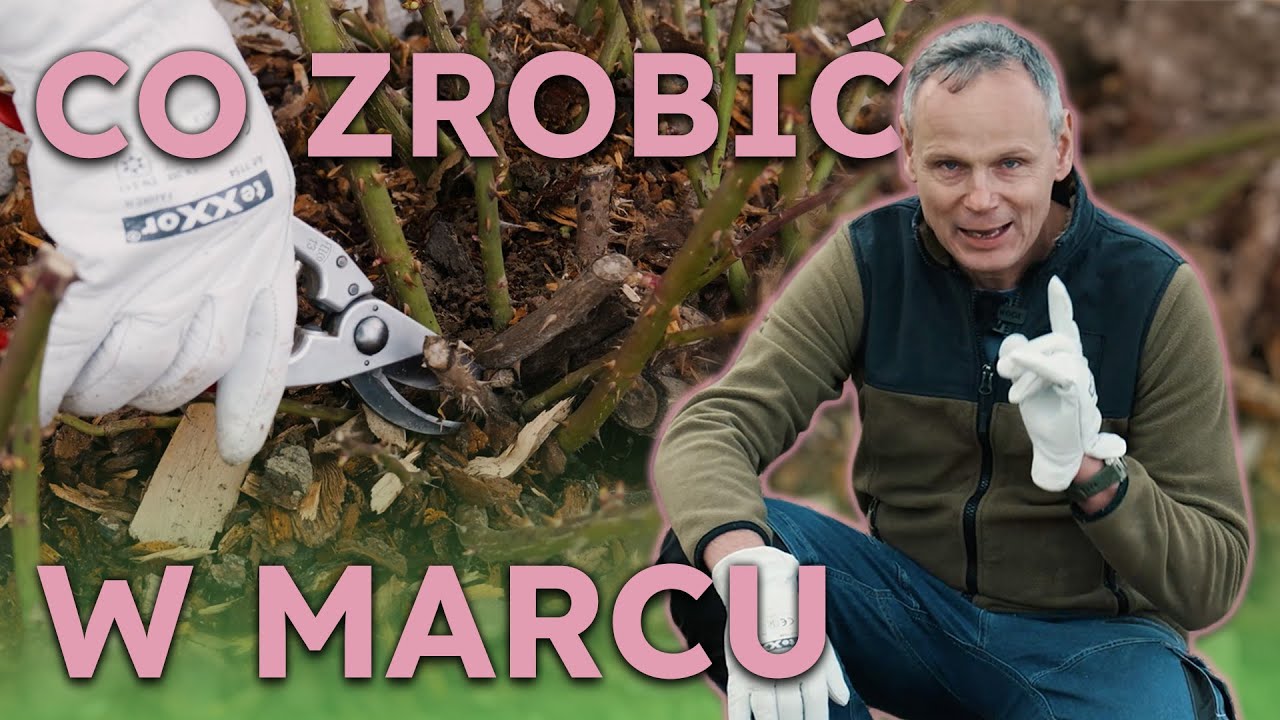 Wiosenne cięcie róż nie jest najważniejsze. Które zabiegi musisz wykonać w marcu?