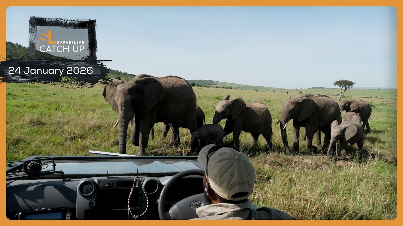 Уединенное время с слонами — SafariLIVE Catch Up, 24 января 2026 г.