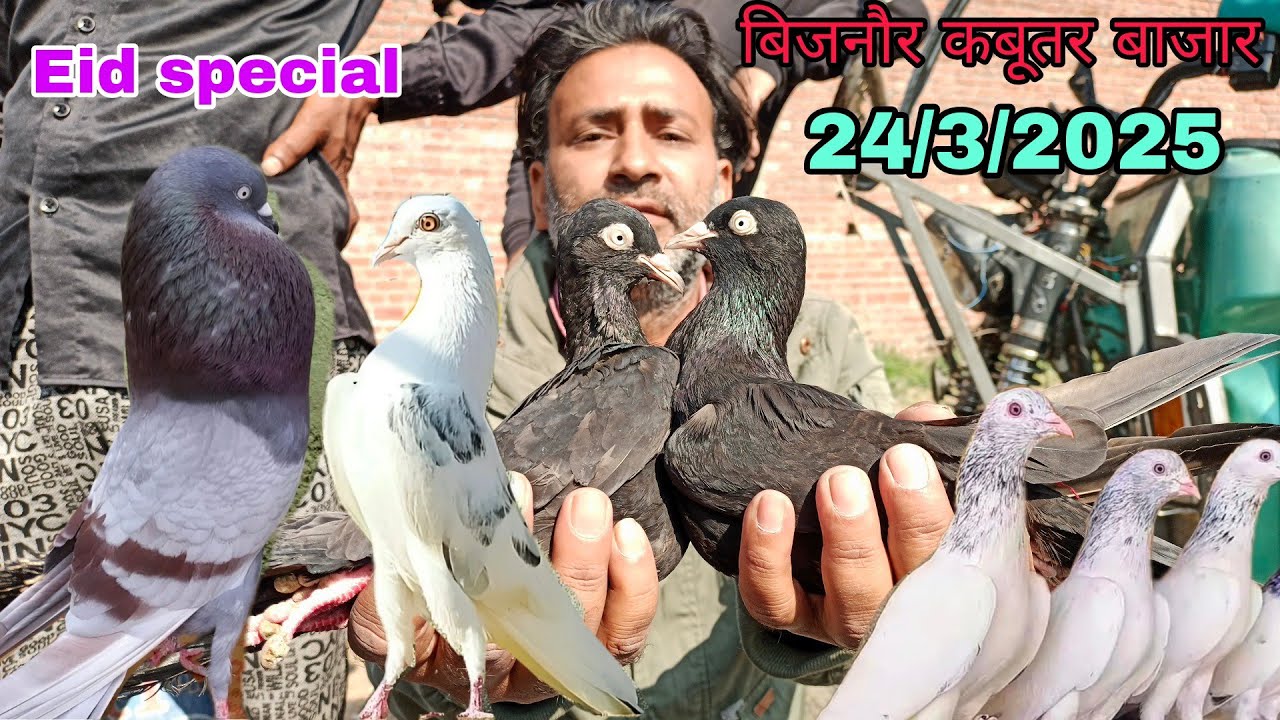 BIJNOR KIRATPUR KABUTAR BAJAR /किरतपुर कबूतर मार्केट 24/3/2025