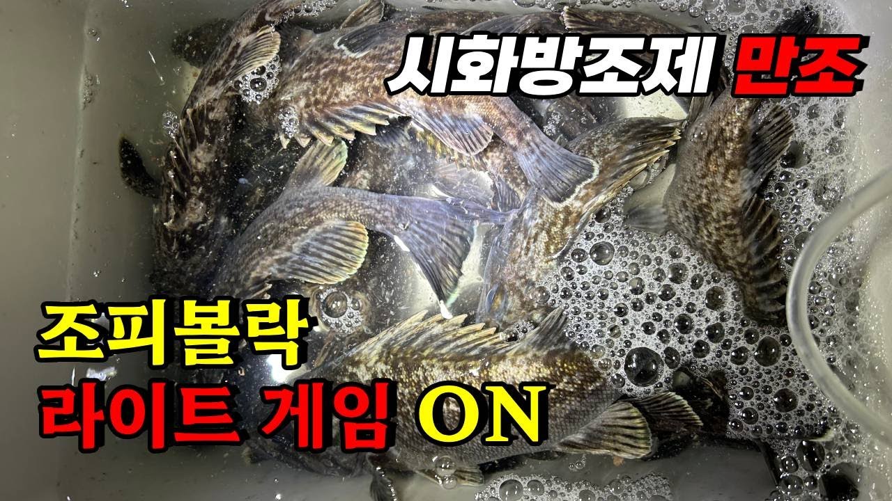 시화방조제 만조 우럭 공략법｜저그람 지그헤드 운용법 라이트게임