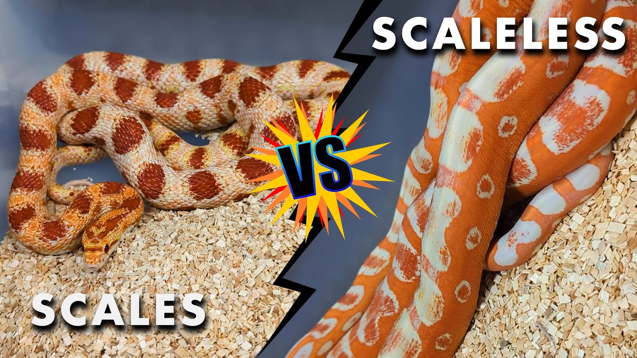 I PREFER MY SNAKES NAKED😱