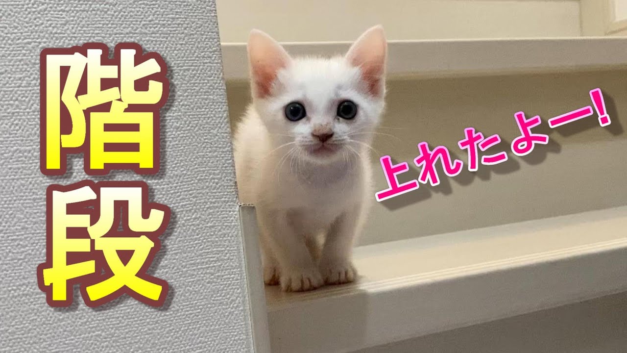 小さい体で階段を軽快に上り下り出来るようになった生後42日目の子猫【保護猫】