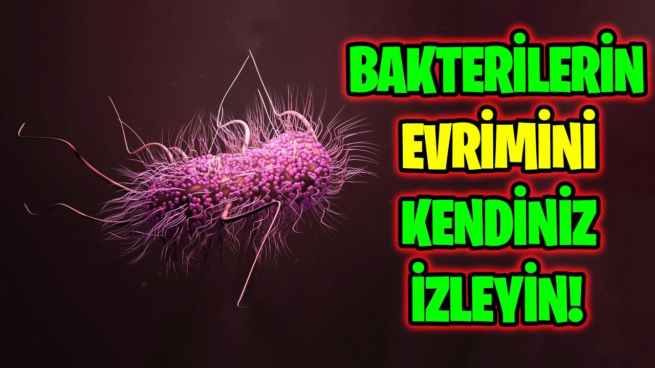 Evrimi Laboratuvarda Gözlemek: Bakterilerde Antibiyotik Direnci Deneyi