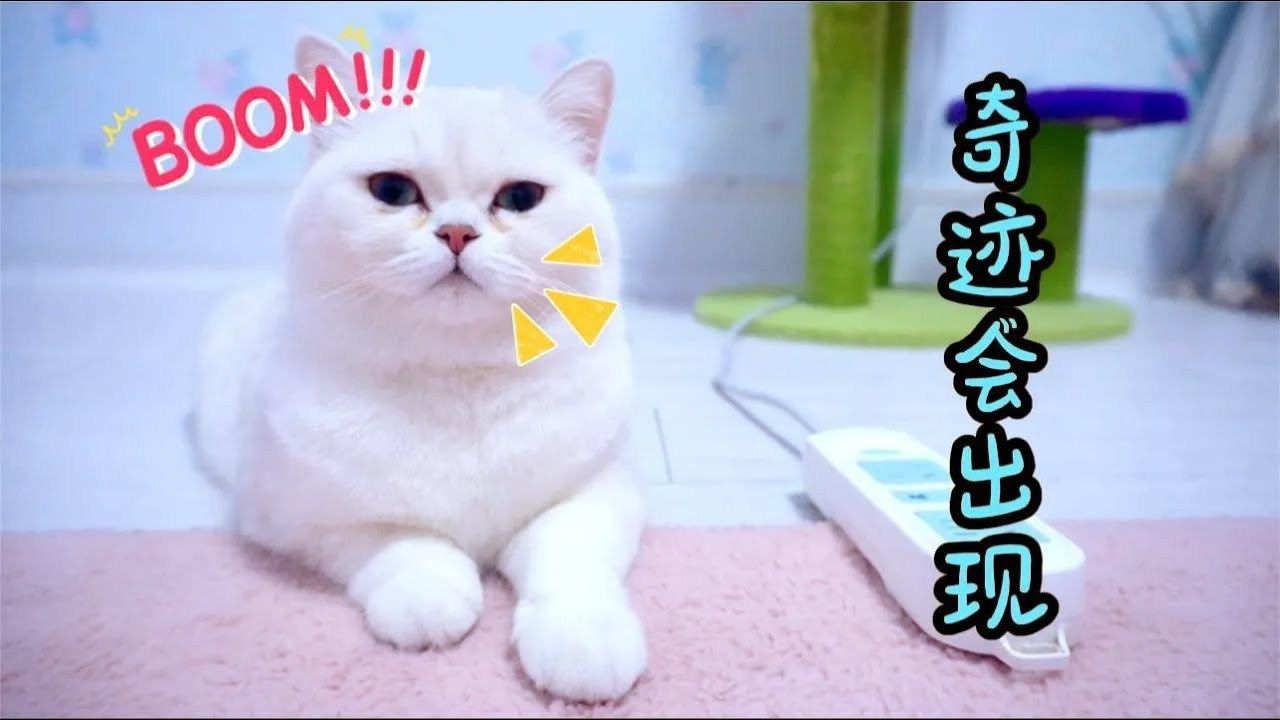 合集 | 小猫咪得了绝症不想活了，哥哥：要相信奇迹【七宝小圆子】
