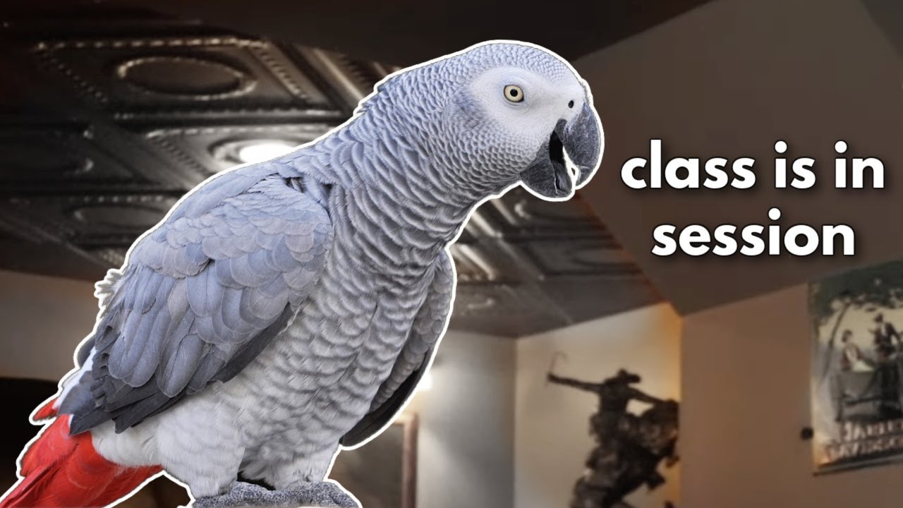 5 Lessons African Grey Parrots Have to Teach Us