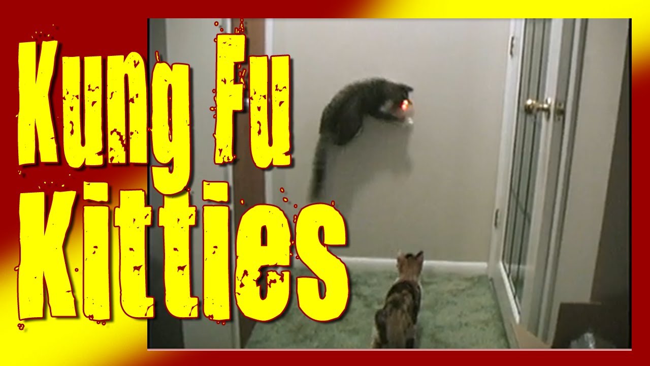 Kittens Vs. Laser Pointer - Kung Fu Kitties