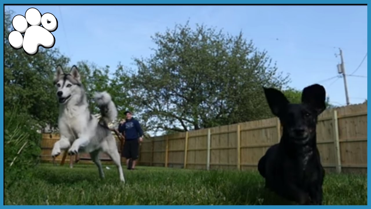 DOGS VS ROCKET BALLOONS!
