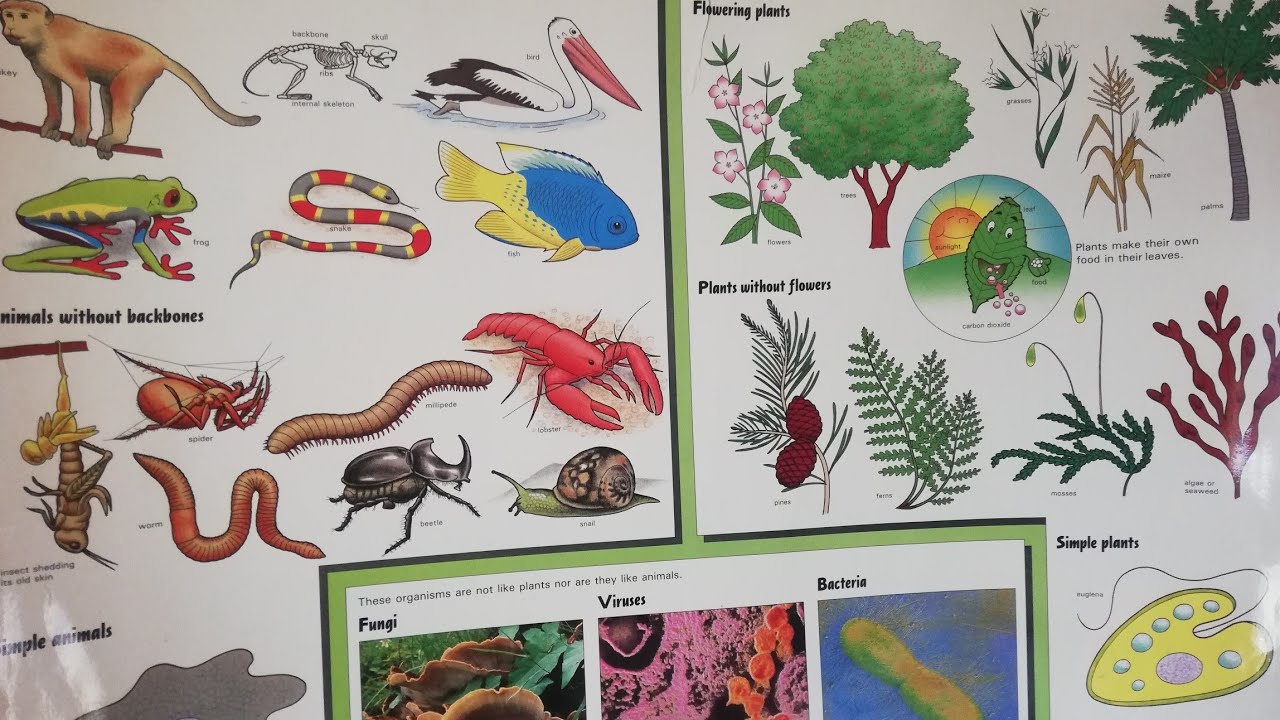7 TAXONOMIC UNITS BIOLOGY F1/INTEGRATED SCIENCE GRADE 9
