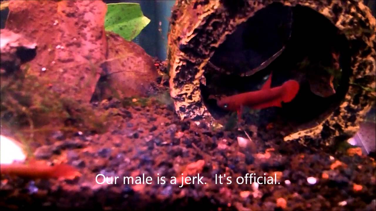Betta apiapi