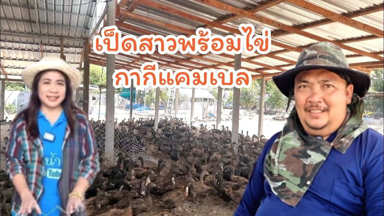 เลี้ยงขุนเป็ดไข่ เพื่อขายเป็ดสาว