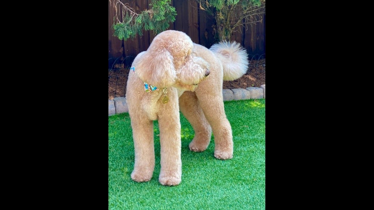 Goldendoodle grooming, quick drying tips