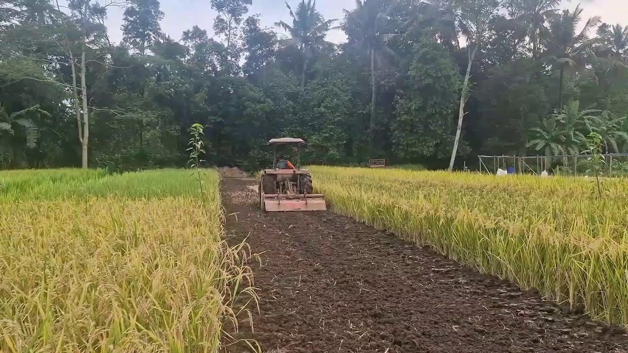 MODERN FARMER PLOWS RICE FIELD PERFECTLY WITH JONDER MACHINE - Agriculture Farming