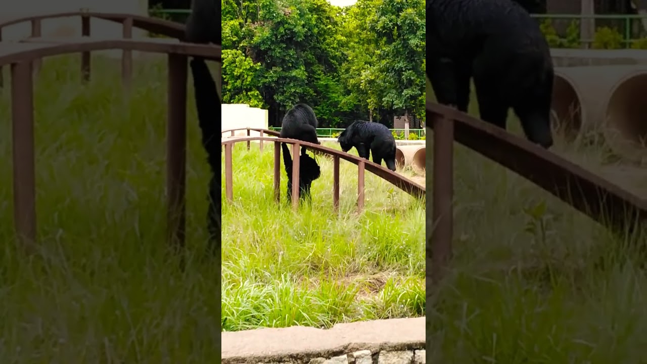 ranchi zoo, black bear🐻🐻