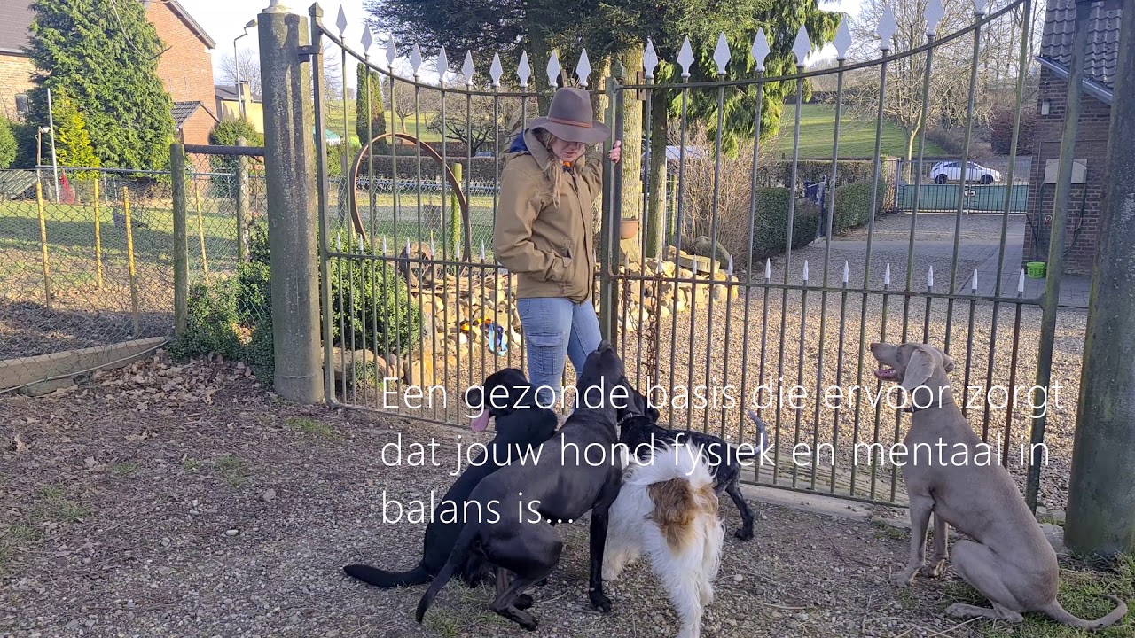 LET'S GO OUTSIDE Hondencoach