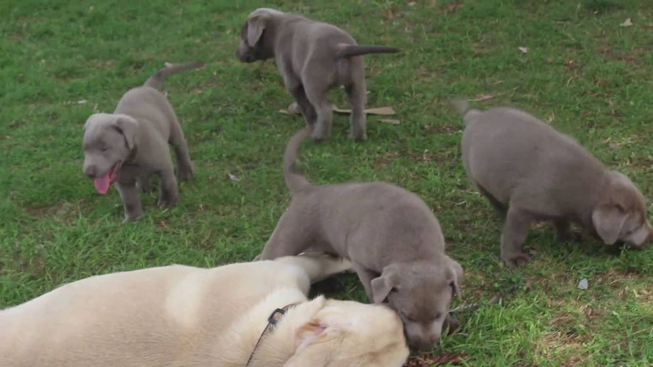 Silver Lab Puppies for Sale