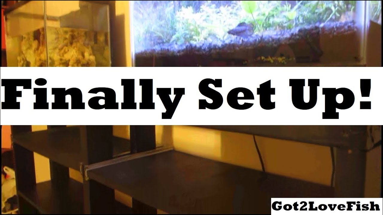 Moving Desk Aquarium Stand Into Place