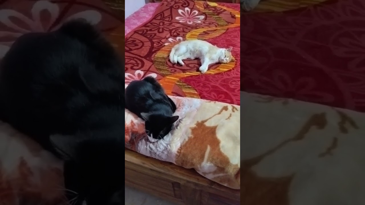 kede Jore nida Kali, goldy ku 😄