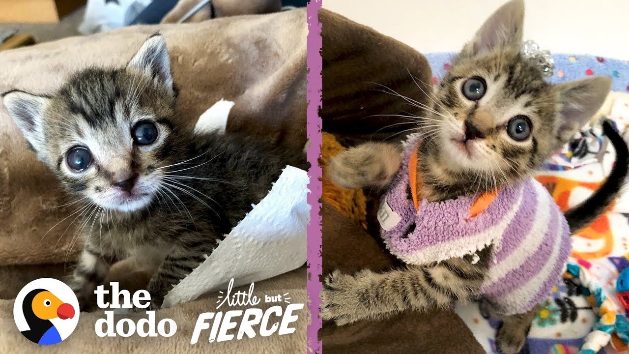 This Tiny Kitten Wears Socks As Sweaters | The Dodo Little But Fierce