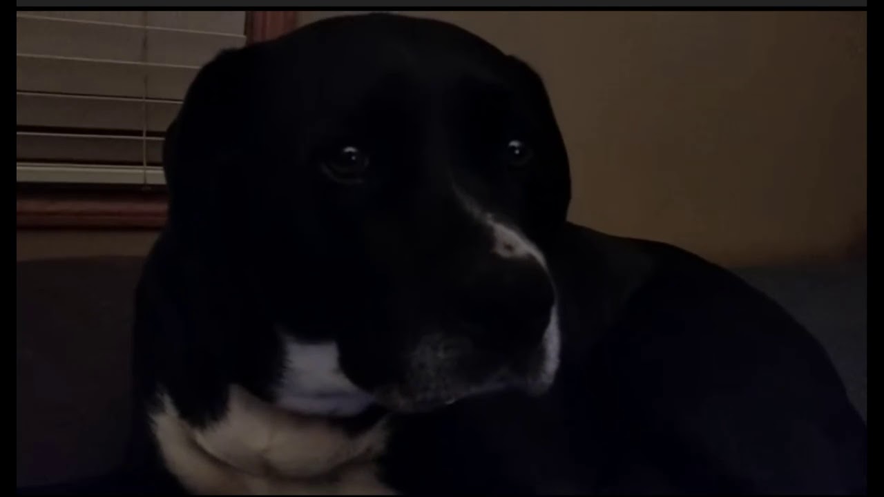 [Dopefish] Dopefish Watches 'That's the reason why it's in my favourites!'