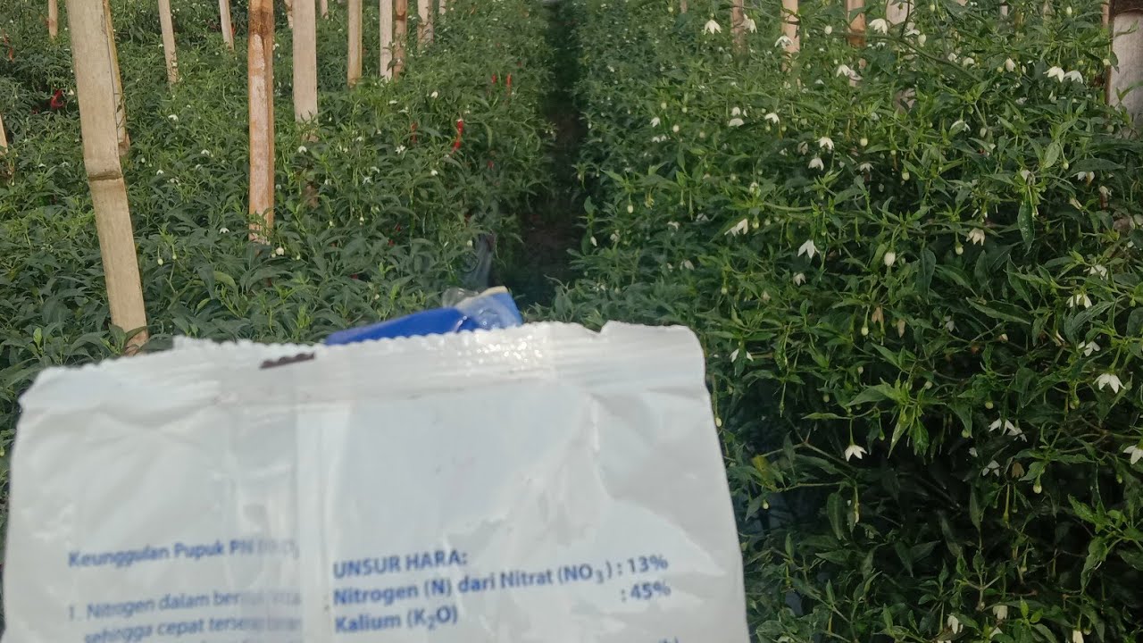 Pupuk Yang Wajib Di Aplikasikan Pada Tanaman Cabe Di Masa Panen
