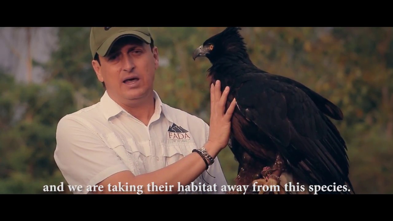 Saving The Black-and-chestnut Eagle