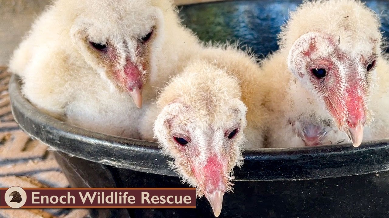 Invasion of the Barn Owls