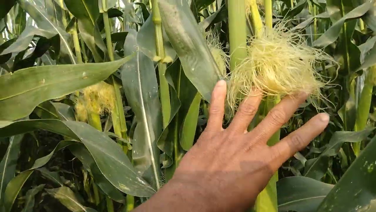 ভুট্টায় অধিক ফলন পেতে শেষ সার ও কোন বিশেষ পরিচর্যা করবেন