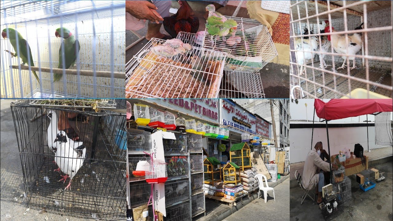Open birds market muscat.parrot,duck,cock,turtoil,cockatail,love birds.