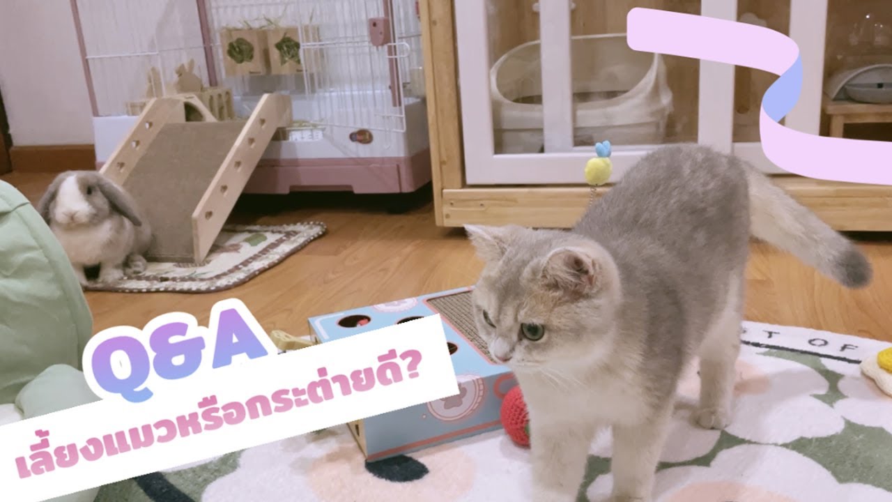 Q&A เลี้ยงแมวหรือกระต่ายดี? อะไรเสียงดัง กลิ่นน้อยกว่า มาดูกันค่า