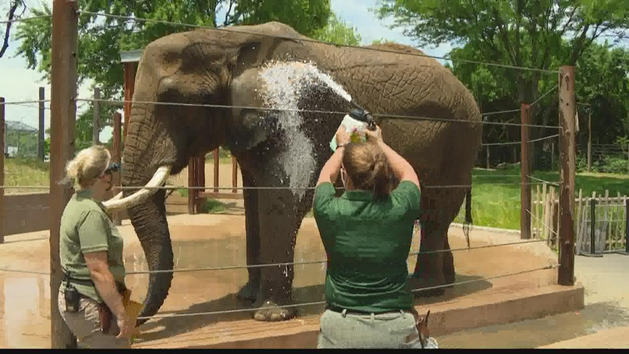Close elephant encounter at the Indianapolis Zoo